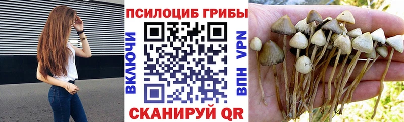 blacksprut tor  закладки  Грязовец  Псилоцибиновые грибы Psilocybine cubensis 